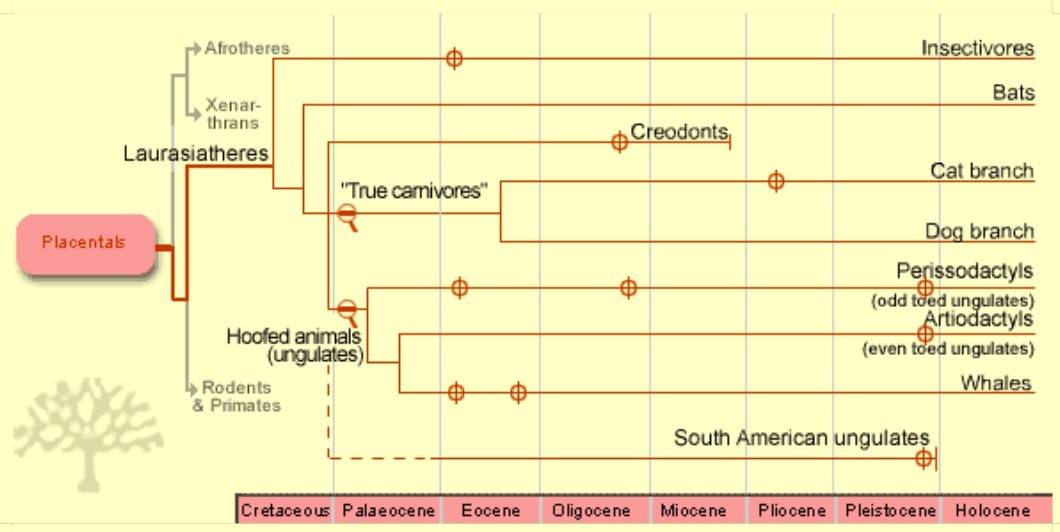 Mammals Family Tree