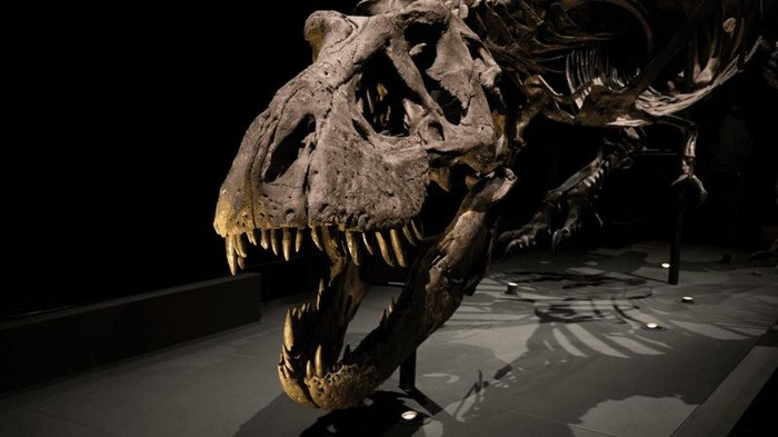 The mystery of Tyrannosaurus rex's intelligence