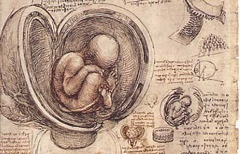 studies of a fetus