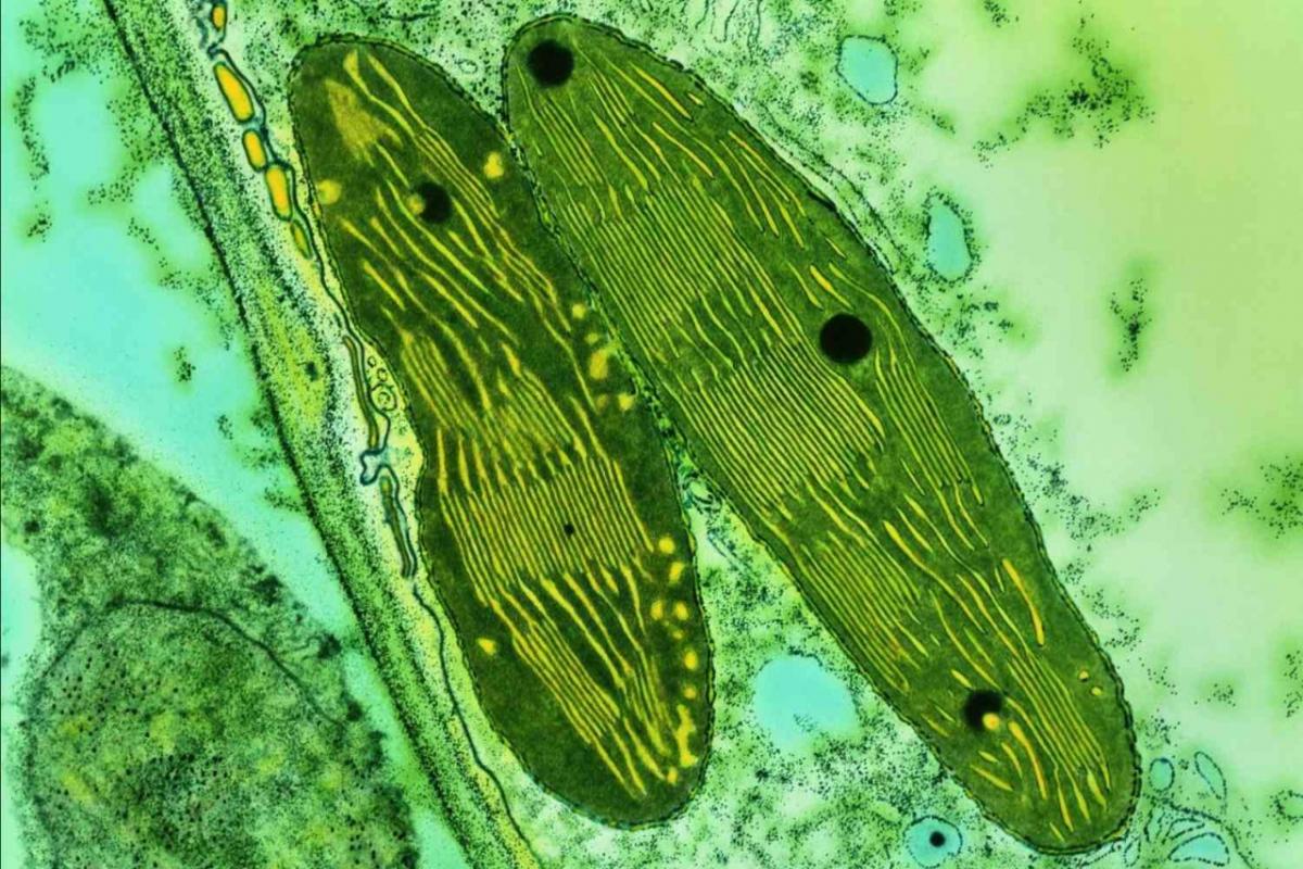 photosynthetic organisms