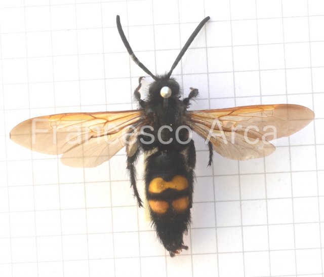Sardinian Insects: Megascolia maculata flavifrons (male)