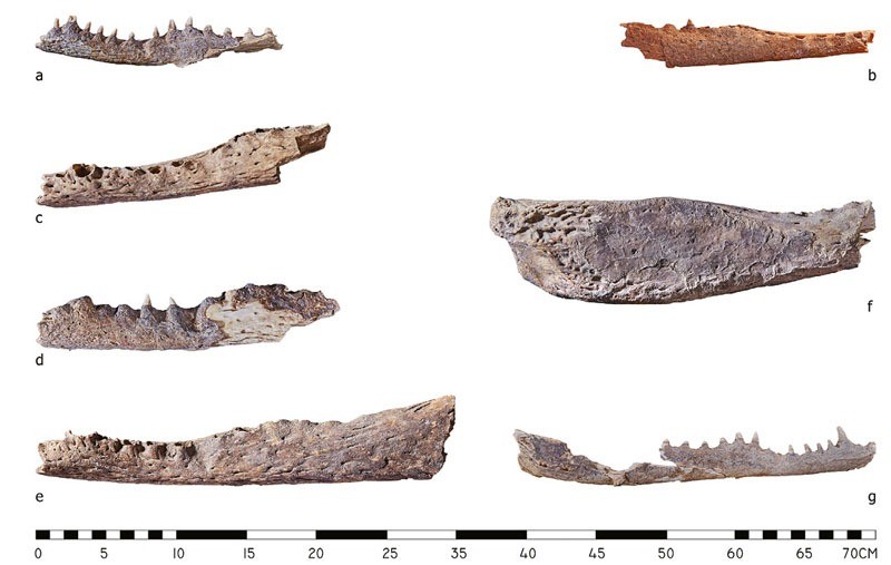 The remains of the crocodile heads discovered inside the Egyptian tombs