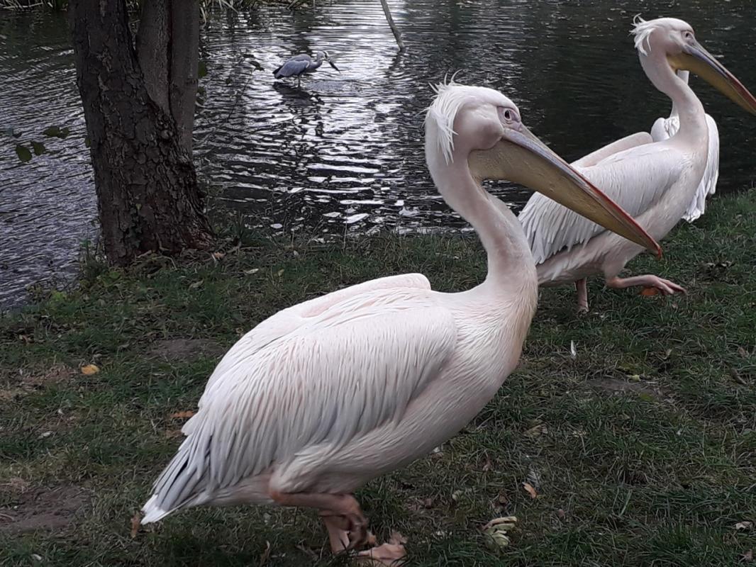 The zoo of Wrocław