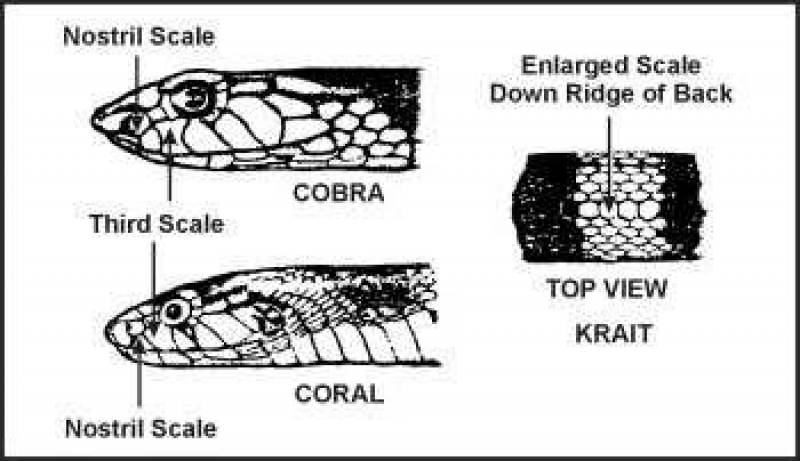 /* Figure E-6. Positive Identification of Cobras, Kraits, and Coral Snakes */