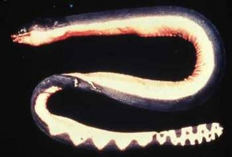 /* Yellow-bellied sea snake */ /_ Pelamis platurus _/