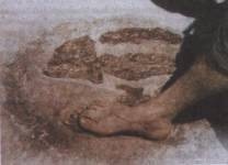 Fig. 3 Human and dinosaur footprints side by side.