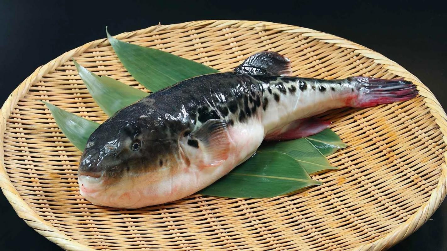 Japanese fugu fish