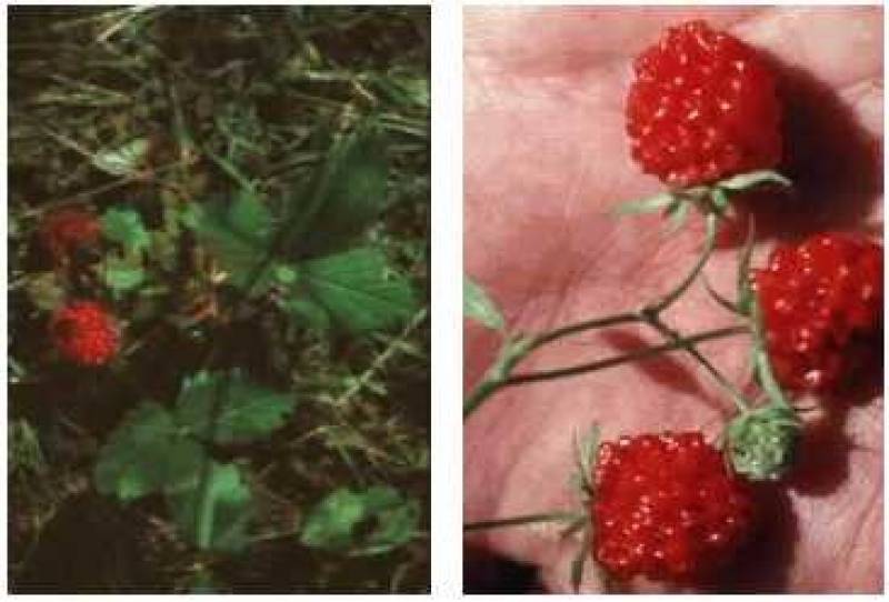 /* Strawberry */ /_ Fragaria _/ species