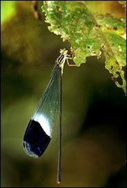 Gregory G. Dimijian/Photo Researchers Inc. A helicopter damselfly, a suborder of dragonflies, wh