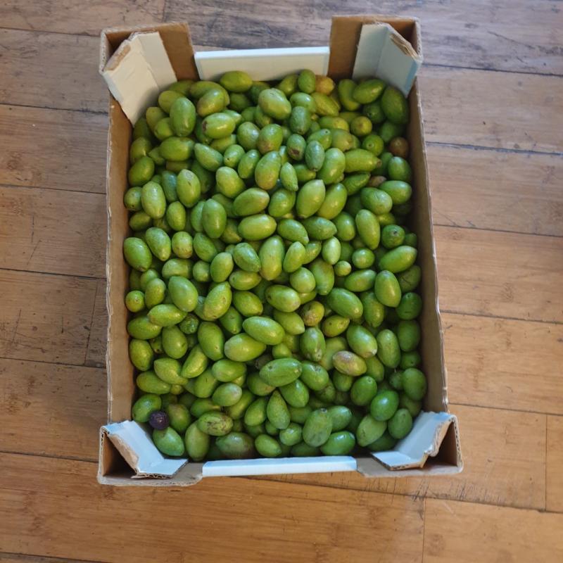 5 chili di olive da preparare :) buon 2022