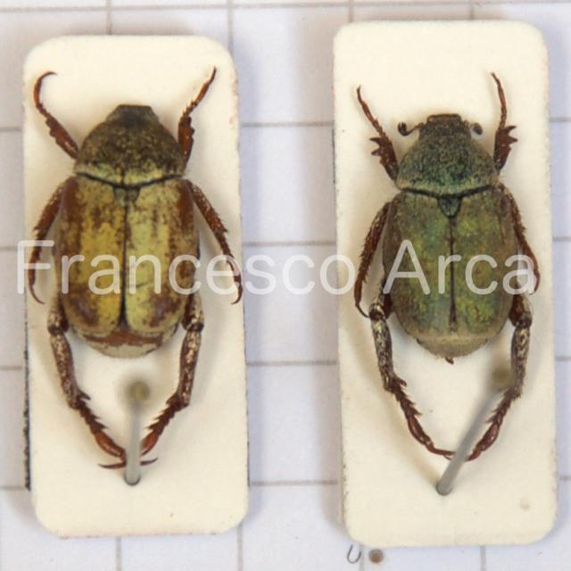 Sardinian Insects: Hoplia pubicollis