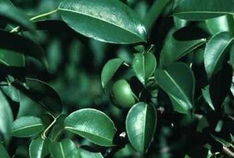 /* Manchineel */ /_ Hippomane mancinella _/ <br>Spurge ( /_ Euphorbiaceae _/ ) Family