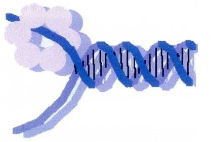 Human DNA with 64 amino acid combinations, which repetitively and randomly make up DNA molecules.