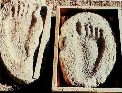 Human footprints estimated to be about 300-600 million years old