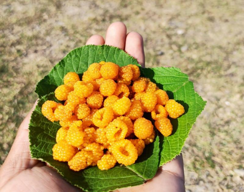 Hisalu: This fruit of Uttarakhand is famous all over the world