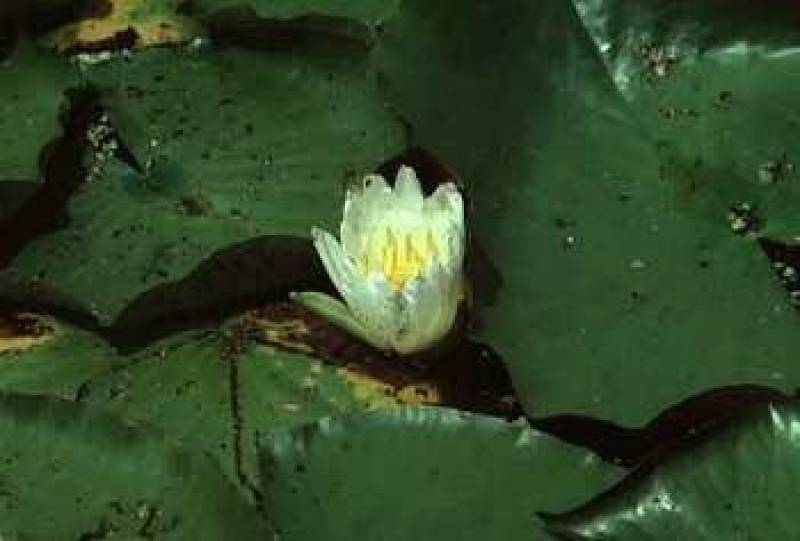 /* Water lily */ /_ Nymphaea odorata _/