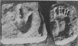 Fig. 1 Dinosaur and human foot prints found in the same limestone bank.