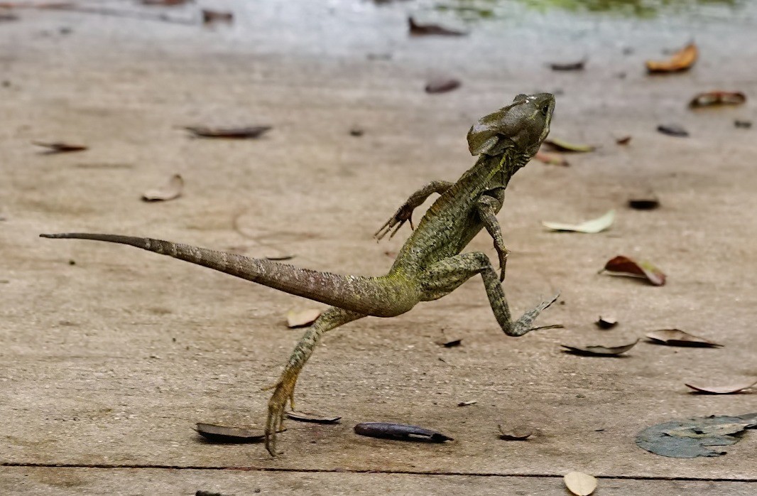 A modern Lizard, running on two legs.