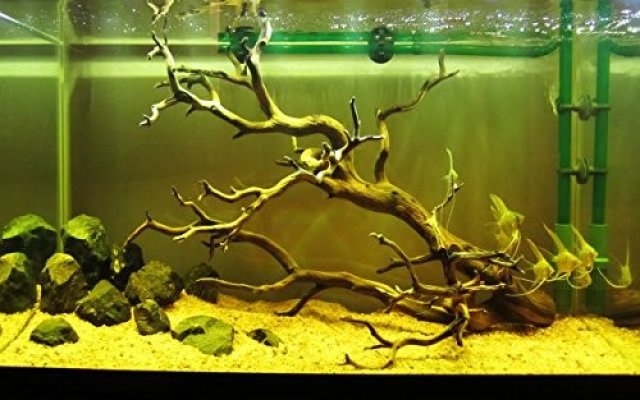 An aquarium with a decorative wood in the water.