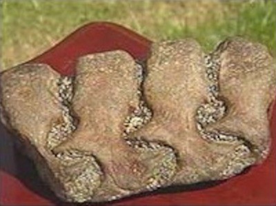 The fossil found by Gerald McSorley in 2003