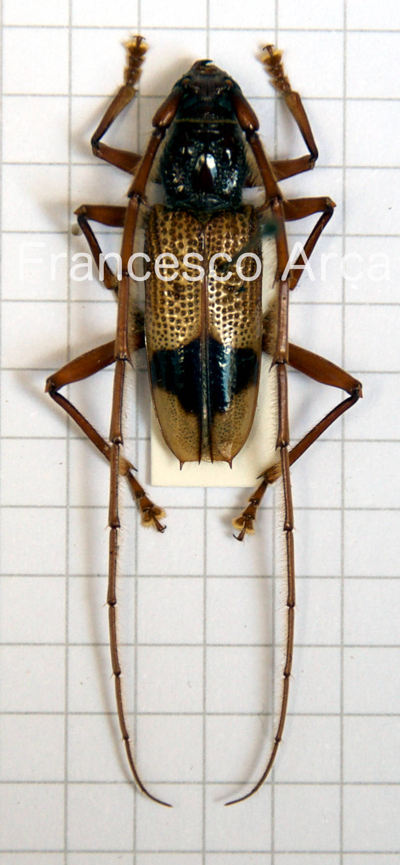 Sardinian Insects: Phoracantha recurva