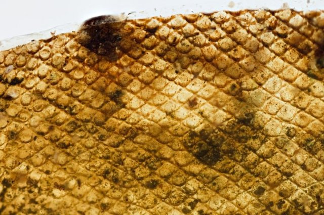 A close look at the ancient skin shows the scales and some pigmentation.