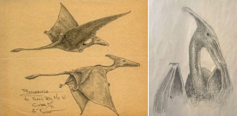Drawings by Eskin Kuhn (left) and Patty Carson (right) showing the pterosaurs they sighted in Cuba.