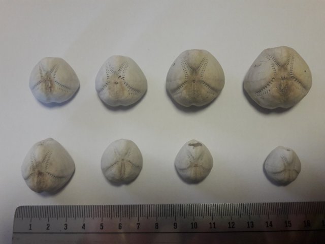 Empty Sea Urchin shells. The picture shows the top surface.