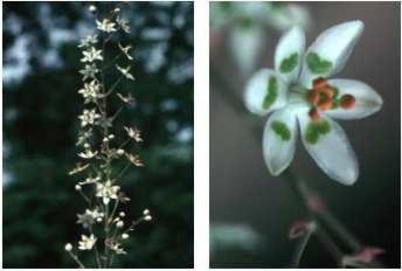 /* Death camas, death lily */ /_ Zigadenus_ species _/ <br>Lily ( /_ Liliaceae _/ ) Family