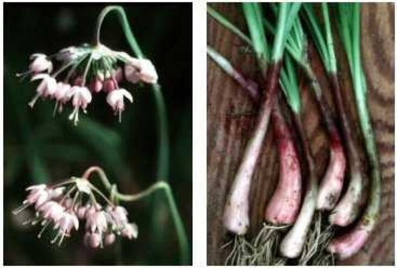 /* Wild onion and garlic */ /_ Allium _/ species