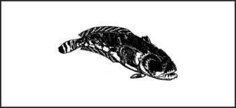 /* Toadfish */ /_ Batrachoididae _/ species