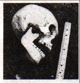 The skull unearthed in the Lovelock measures half a meter wide. According to local Indians, it belon