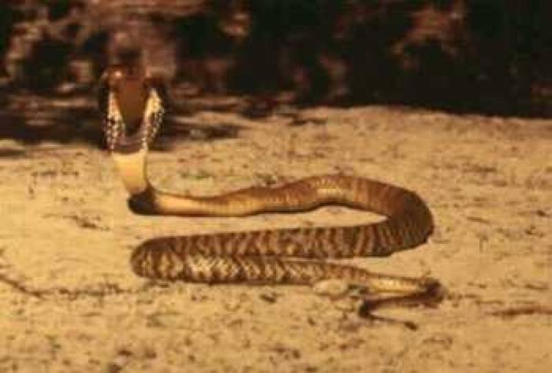 /* Common cobra */ or /* Asiatic cobra */ /_ Naja naja _/