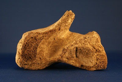 Giant bone of the Carlos Vaca's collection