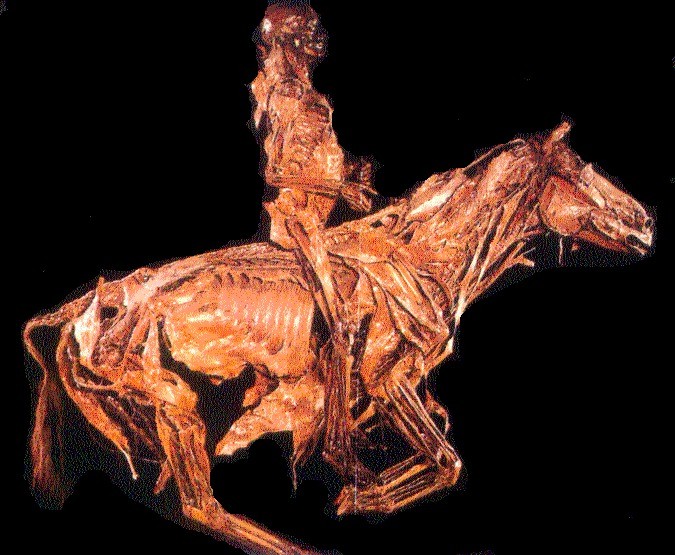 Horse and rider by Fragonard