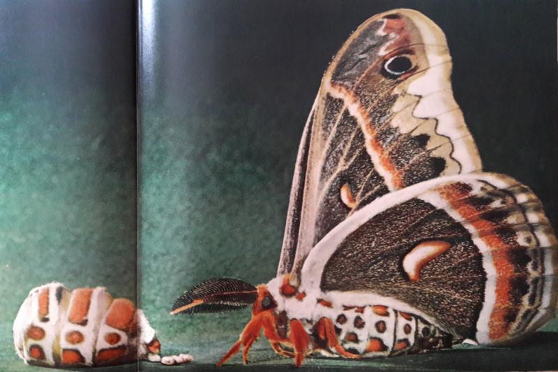 Carroll Williams: experiments on the metamorphosis of butterflies