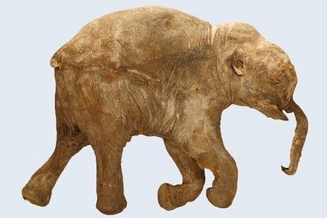 Mammoth Lyuba