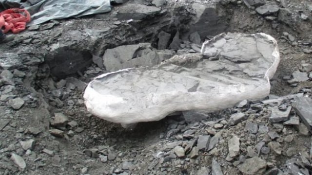 A part of the mosasaur fossil found near Lethbridge, Alta., is covered in a protective burlap and pl