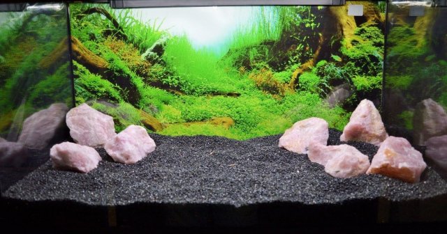 An empty aquarium with sever rose quartz stones. Quartz stones do not release any harmful compounds 