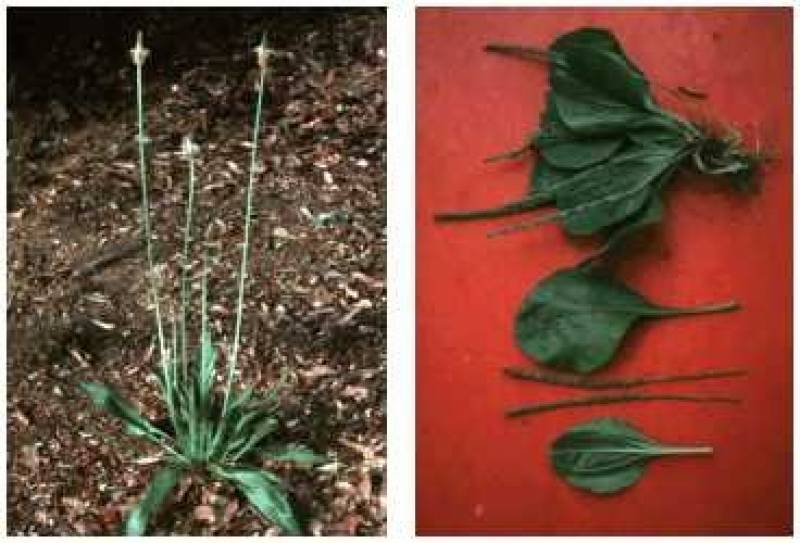 /* Plantain, broad and narrow leaf */ /_ Plantago_ species _/
