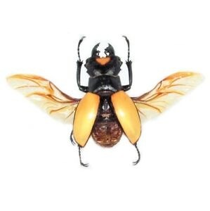Beetle wings