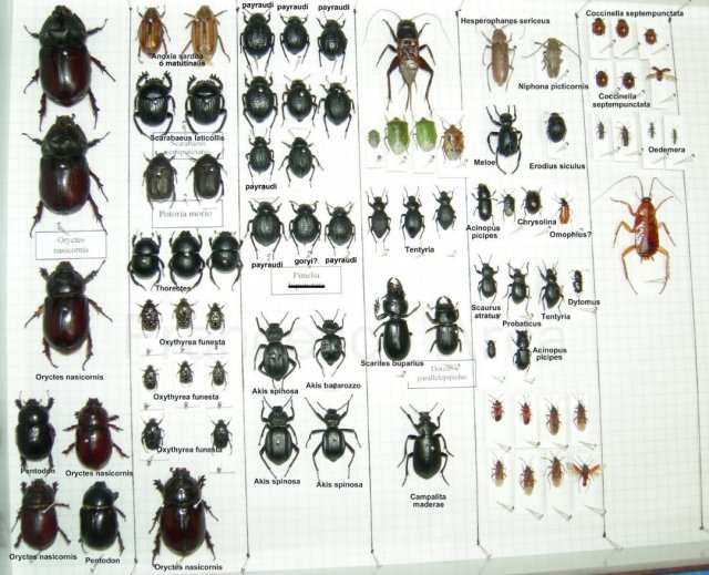 My Sardinian insect collection