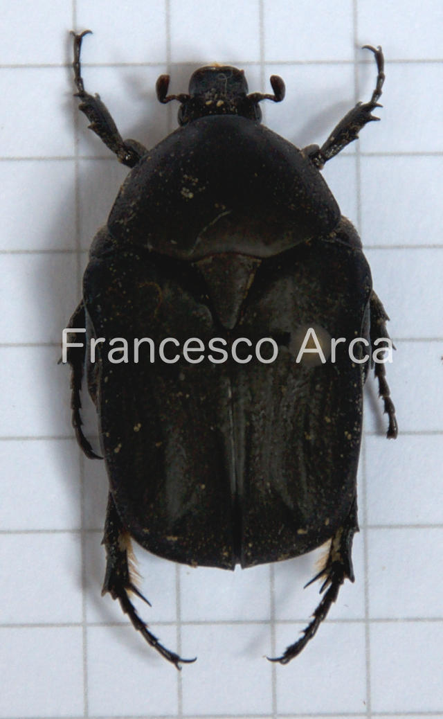 Sardinian Insects: Protaetia morio