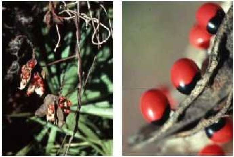 /* Rosary pea or crab's eyes */ /_ Abrus precatorius _/ <br>Leguminosae ( /_ Fabaceae _/ ) Famil