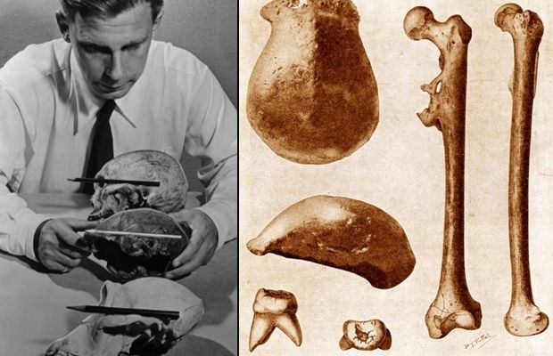 Fossils that have allowed us to (partially) reconstruct human evolution ...