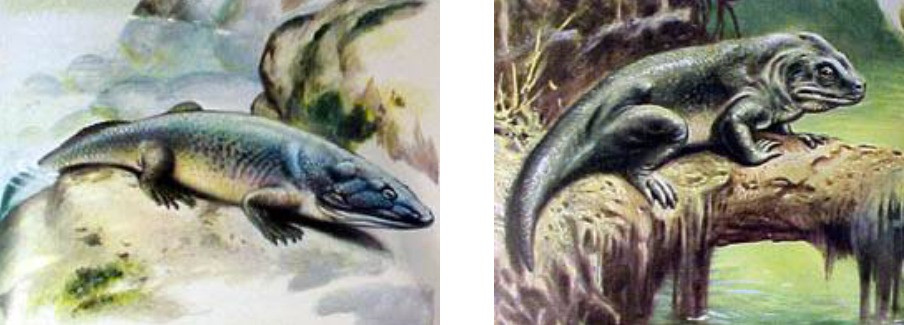 left: Ichthyostegalids; right: Seymouriamorphs.