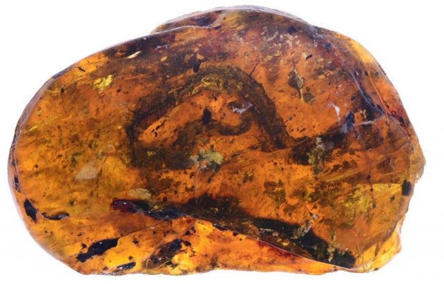 This hatchling snake captured in amber is described as a new species named /_Xiaophis myanmarensis_/