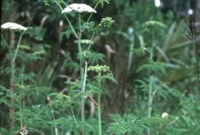 /* Water hemlock or spotted cowbane */ /_ Cicuta maculata _/ <br>Parsley ( /_ Apiaceae _/ ) Family
