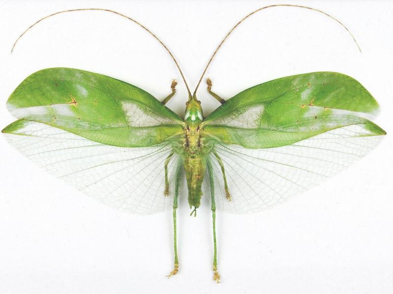 Orthoptera wings