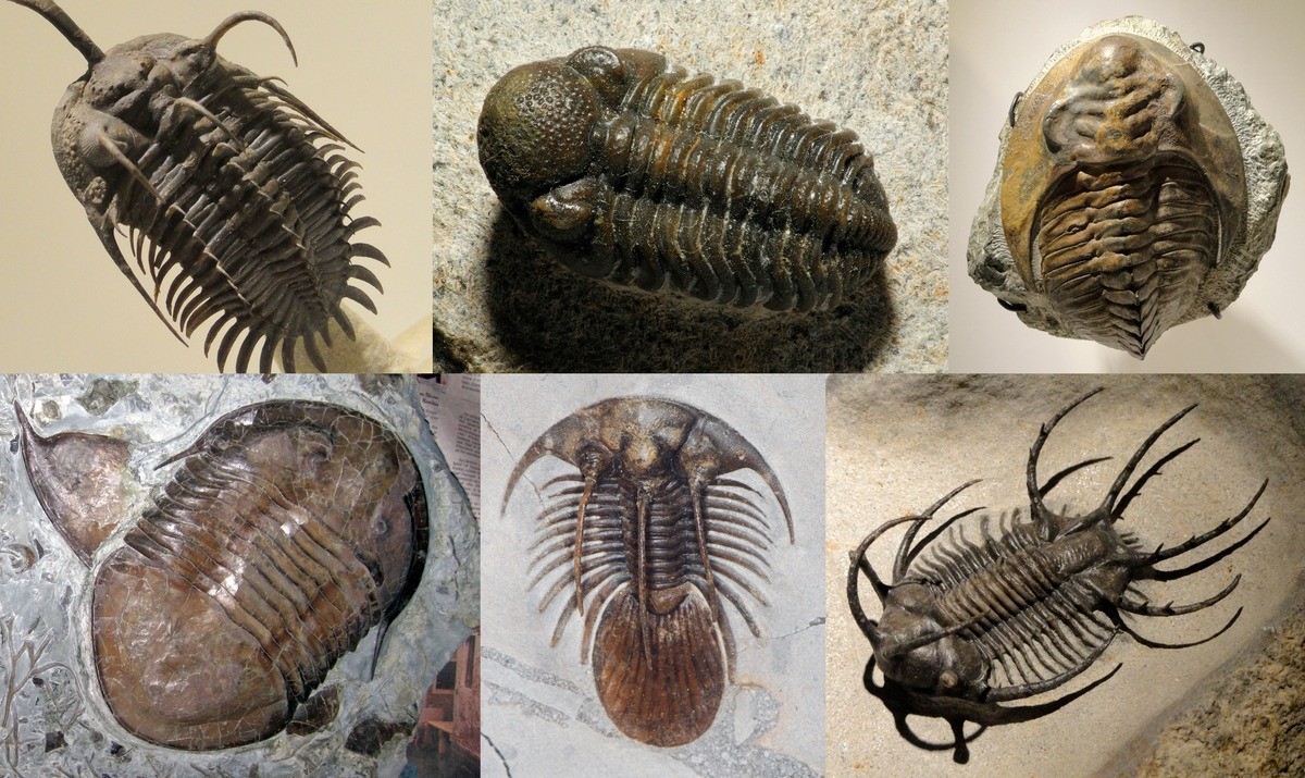 Several specimens of trilobites